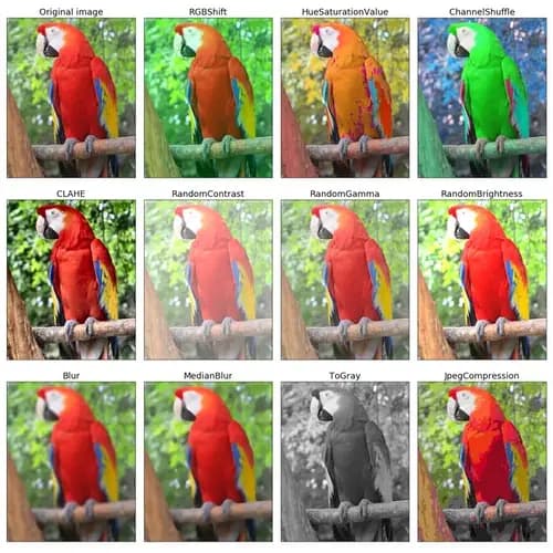 Original image and AlbumentationsX transform results
