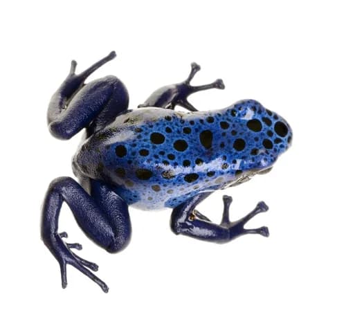 Kaggle competition image for Rainforest Connection Species Audio Detection