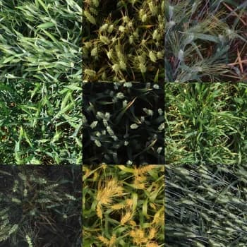 Kaggle competition image for Global Wheat Detection