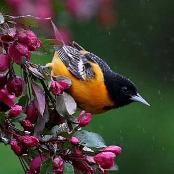 Kaggle competition image for BirdCLEF 2021 - Birdcall Identification