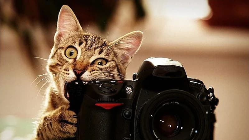 Kaggle competition image for PetFinder.my - Pawpularity Contest