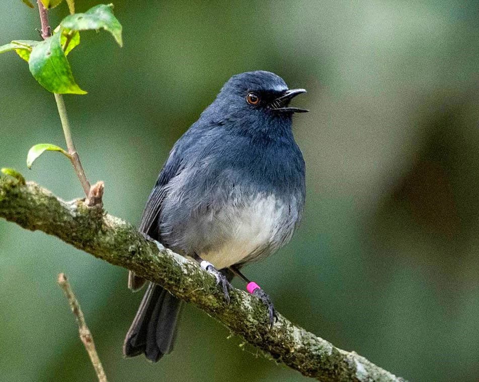 Kaggle competition image for BirdCLEF 2024