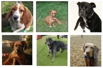 Kaggle competition image for Generative Dog Images