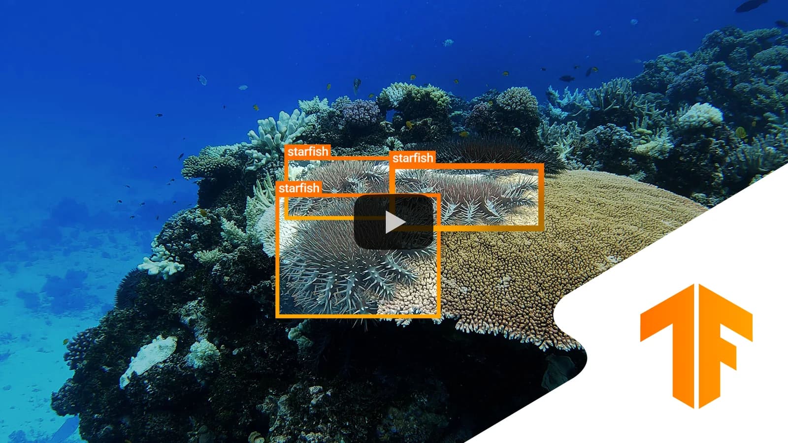 Kaggle competition image for TensorFlow - Help Protect the Great Barrier Reef