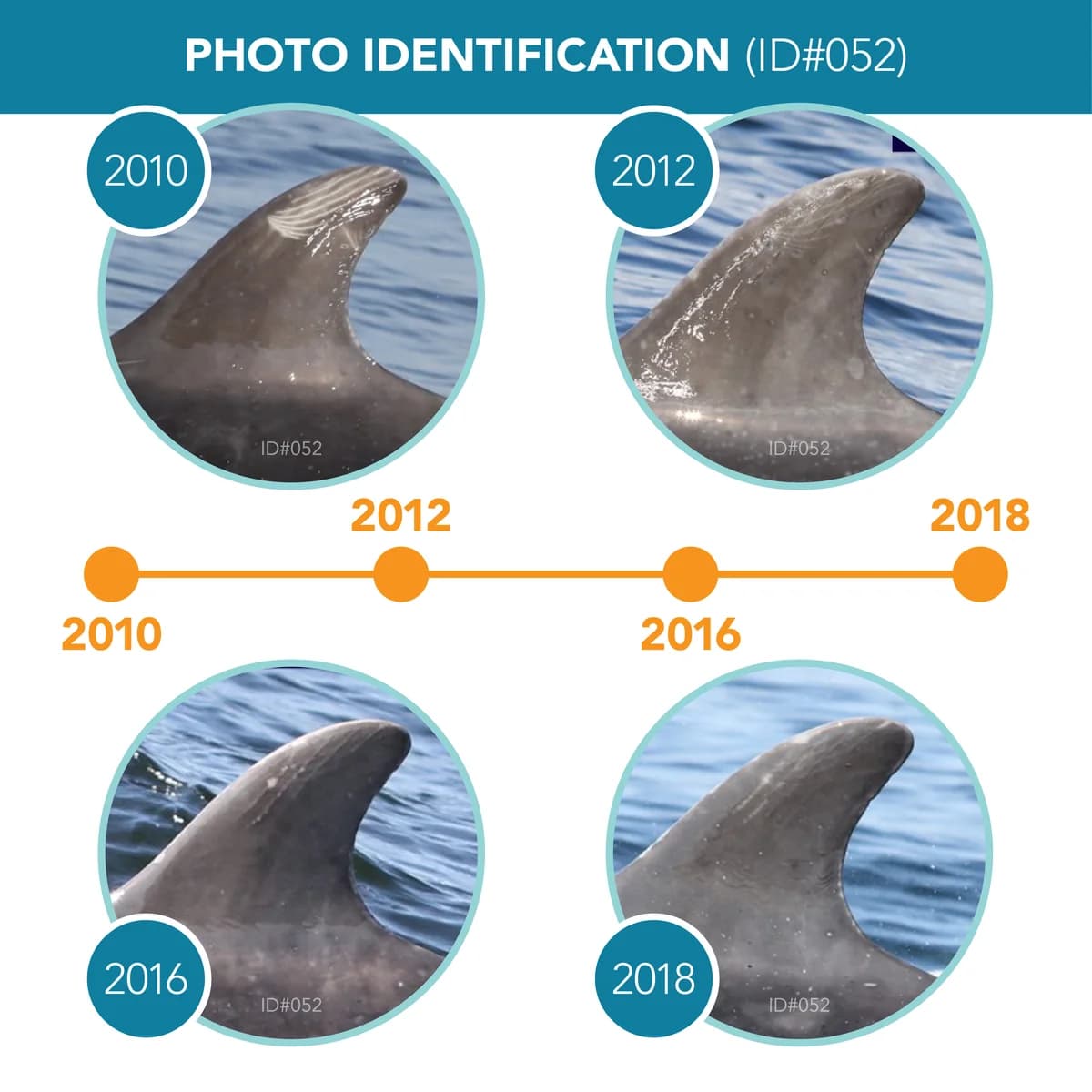 Kaggle competition image for Happywhale - Whale and Dolphin Identification