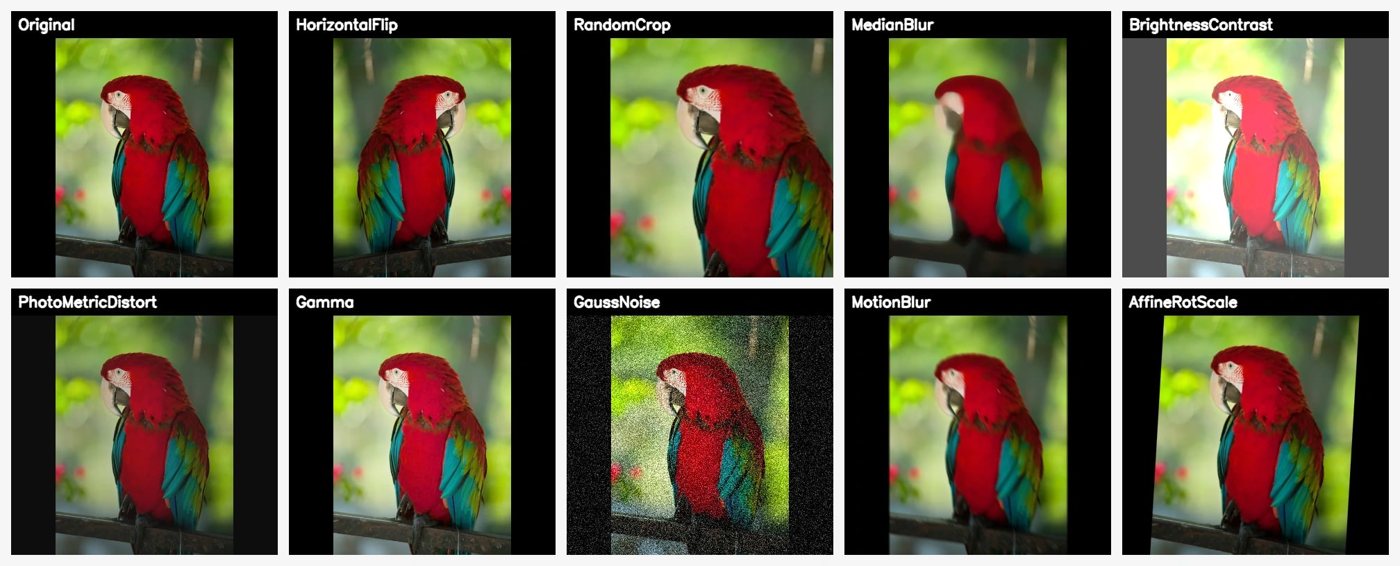 Parrot augmentation collage